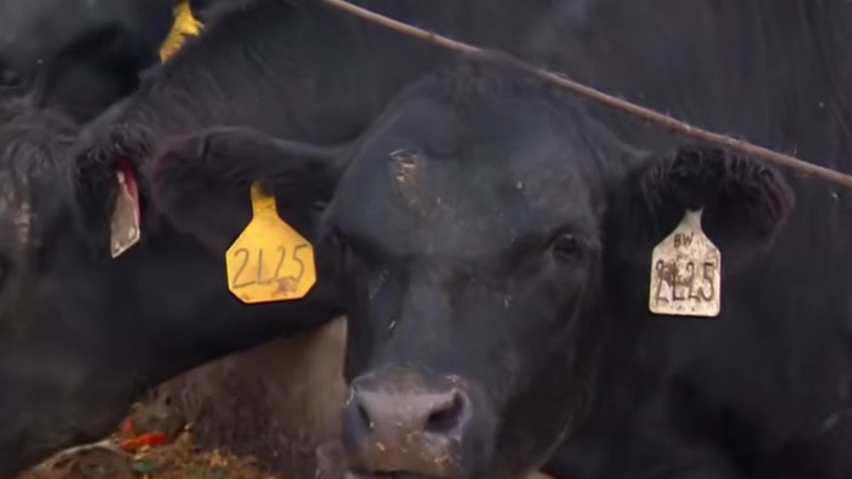 US beef prices hit record highs as Trump turns to imports